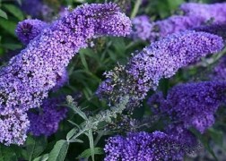 Buddleja davidii reve de papillon lavender / Nyáriorgona törpe lila